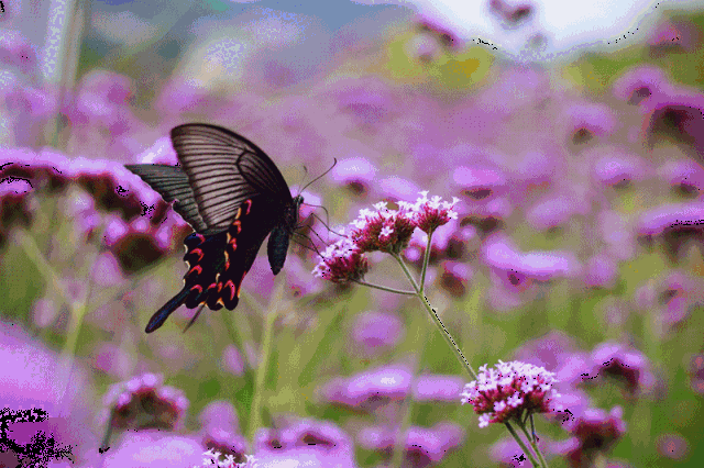 640_426gif 动态图 动图