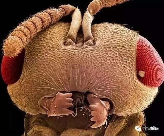 蚊子的牙齿图片