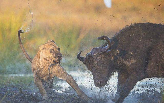 狮子不自量力捕杀水牛,结果水牛把角直接顶到了狮子肛门里边!