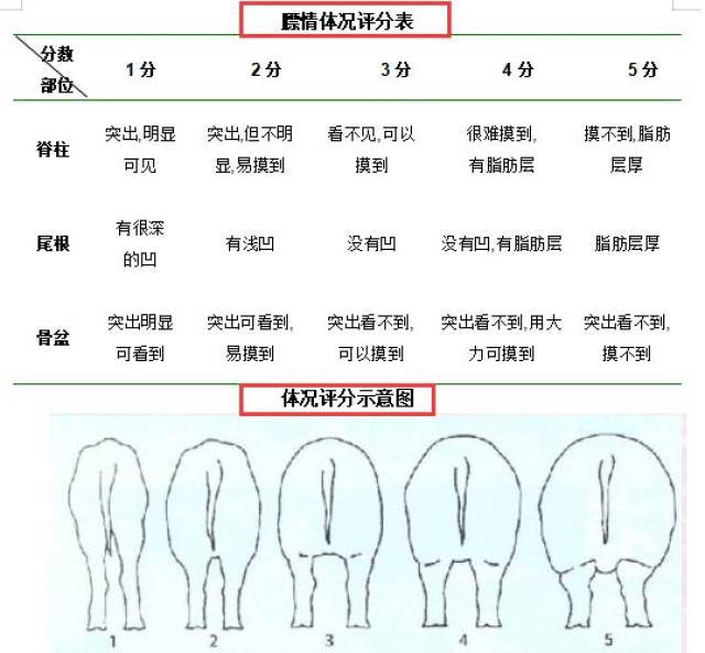 母猪体况评分标准图图片