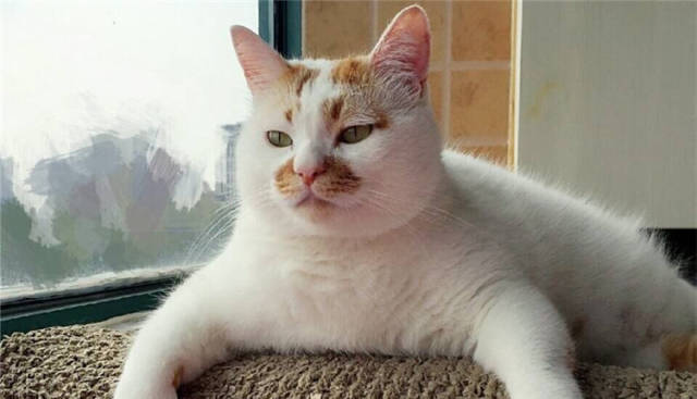 网红楼楼猫去世,养猫的人需要注意!