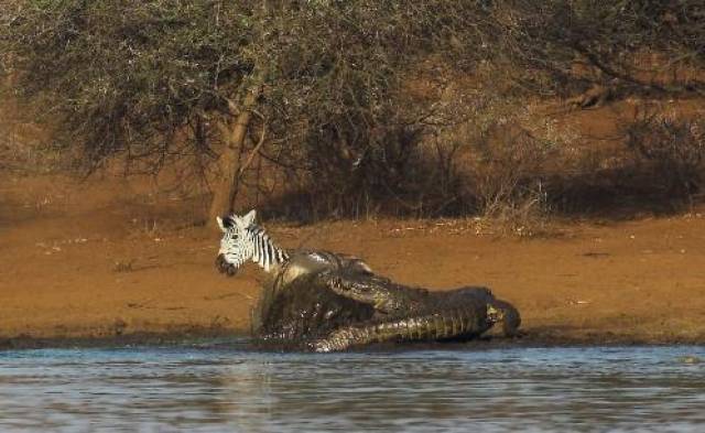 尼罗鳄残忍捕杀斑马,而斑马直接咬住尼罗鳄嘴巴,这下能吹牛了