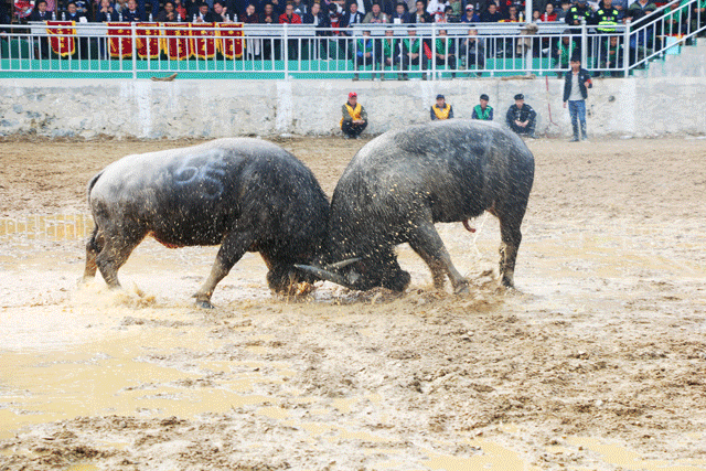 来势汹汹!"云星杯"周鹿镇第三届斗牛节 明天隆重开幕