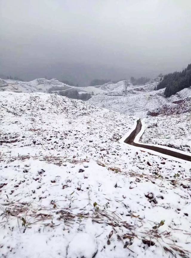 宜宾下雪啦!催科山,七星山,天宫山一夜"白头,约起!