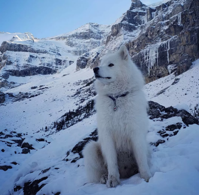 关于这只狗的故事,还要从北极圈开始说起