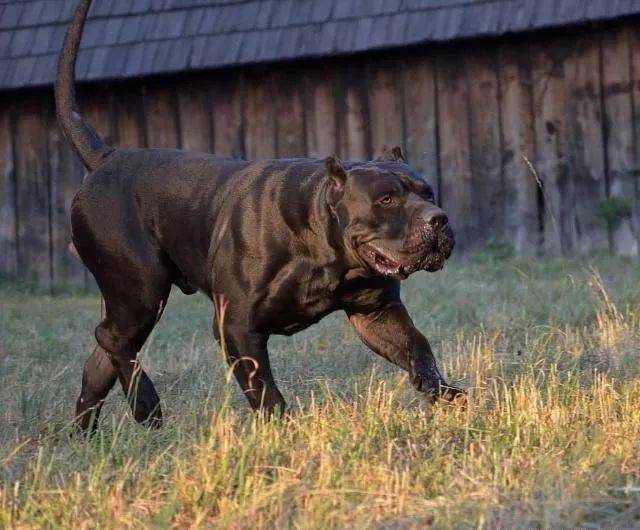 藏獒代表亞洲猛犬而它則是歐洲獒犬的榮耀歷經千年野性依舊