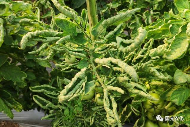 技术冬季大棚番茄卷叶型病毒病的识别与防控