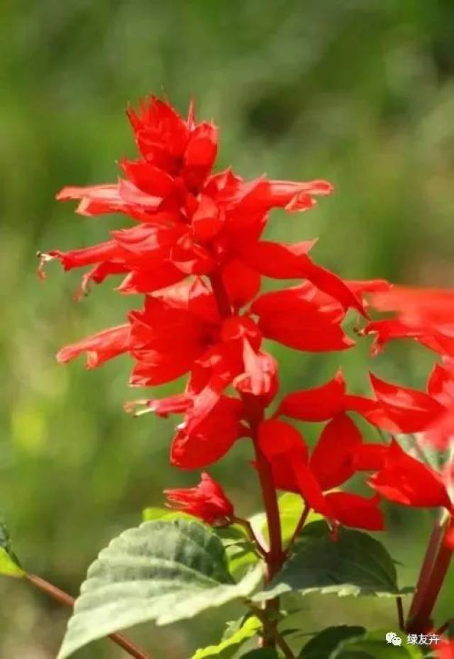 一串红,又称爆仗红,象牙红,为唇形科鼠尾草属植物.