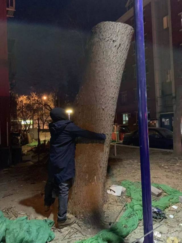 西城一小区63棵大树被拦腰截断!树龄最长30年,得两人合抱