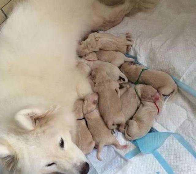 萨摩耶和金毛生下的混血儿,个个都是小豆眼