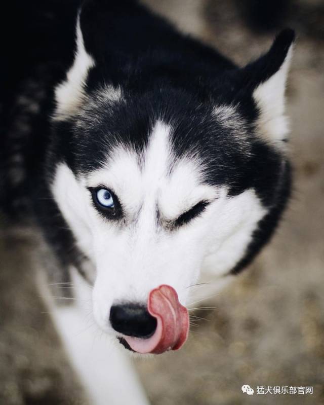 哈士奇:听说昨天你们都不认为我是"猛"犬!