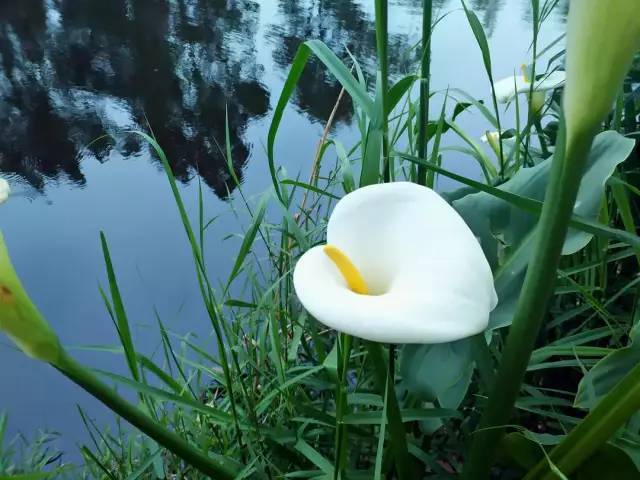 光是形成的水上森林,自然灘塗 蘆葦蕩,海菜花,天然湖灣 魚蝦產卵保護