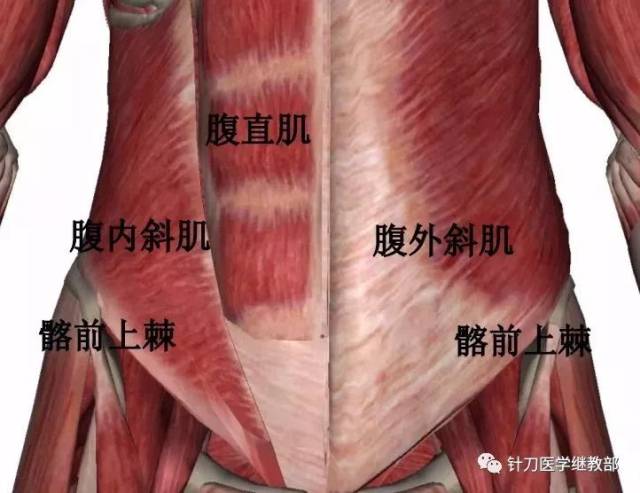 腹斜肌是人体最主要的轴向旋转肌,两者协同完成腰部的旋转动作