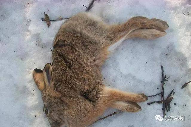 在野外也碰到过好几次死去的兔子或者野鸡,老人们看到的话就会说,"春