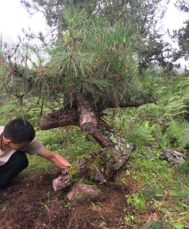 不会挖"山松"不要瞎挖,不知道这些,难怪你挖的山松不会活!