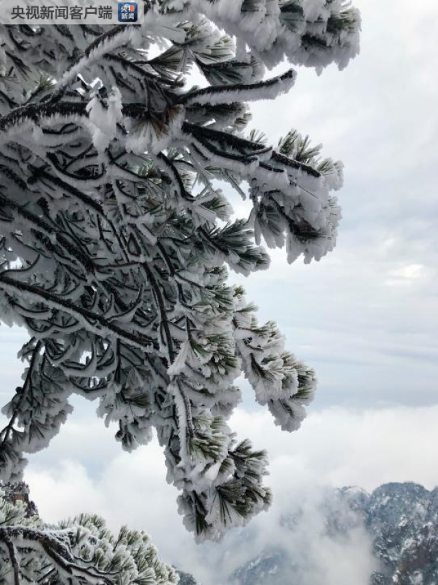 黄山下雪了!赏寒林雪景图