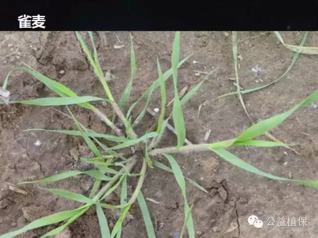 小麦发生除草剂药害咋补救(附麦田各种杂草图片)