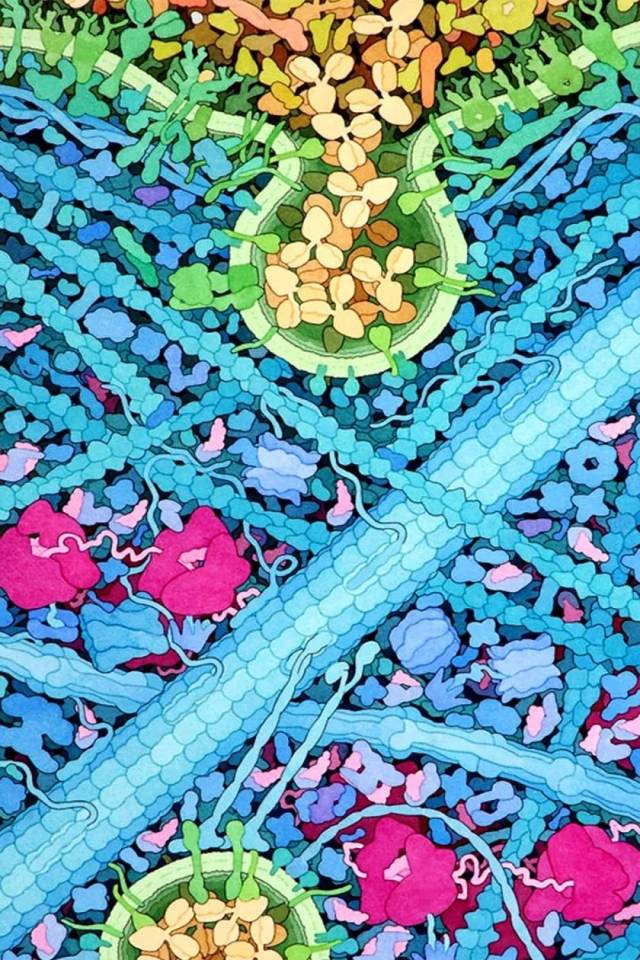 分子生物学绘画-david s. goodsell