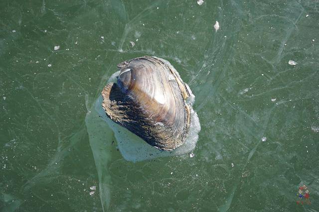 查干湖冬捕头鱼凭什么卖到99万元10年前才1万