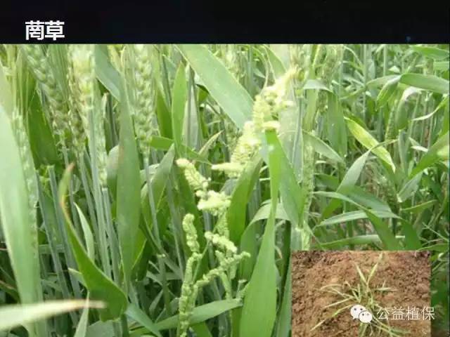 小麥發生除草劑藥害咋補救(附麥田各種雜草圖片)