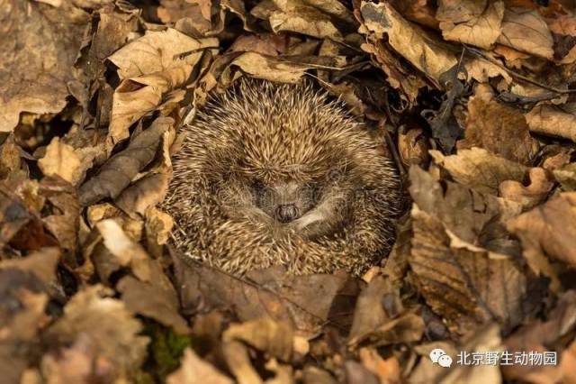 動物冬眠的奧秘