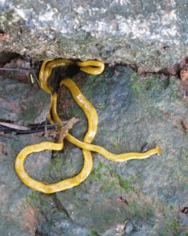 农村路边的"天蛇",细长走得慢,认真后不淡定了!