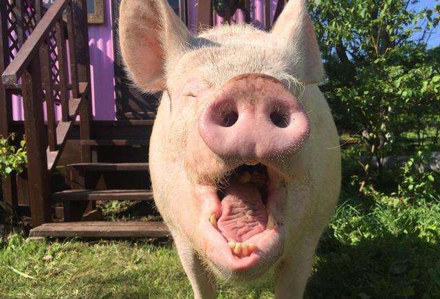 男子怕爷爷太无聊,给他买了只"迷你猪",一年后竟长到100多斤