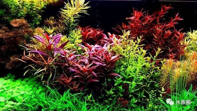 荷兰式水草造景定义:荷兰景并非菜园子