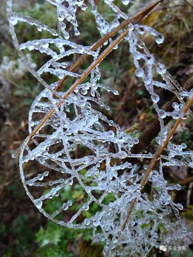 乐业雪景图片