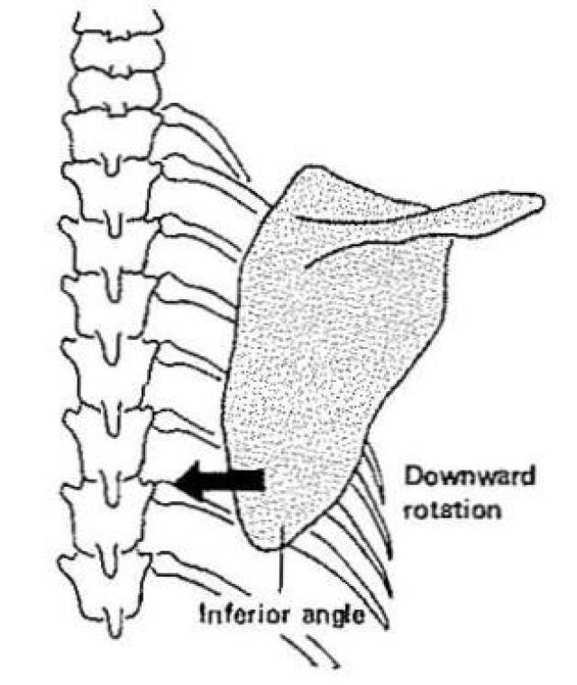 肩胛骨前引图片