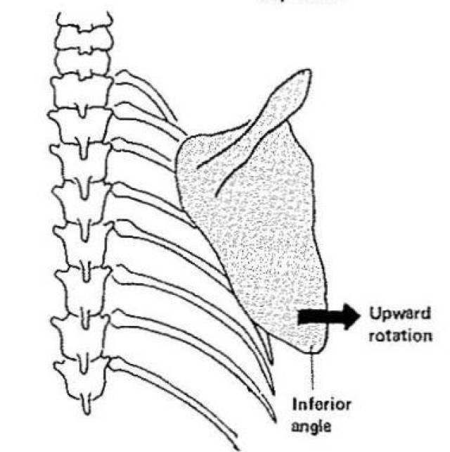 肩胛骨影像解剖图片