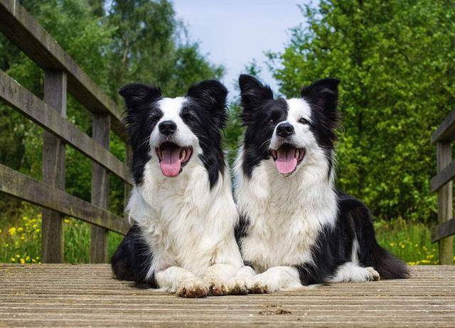 如果边境牧羊犬有下面这5种"行为,恰好证明了它的高智商!