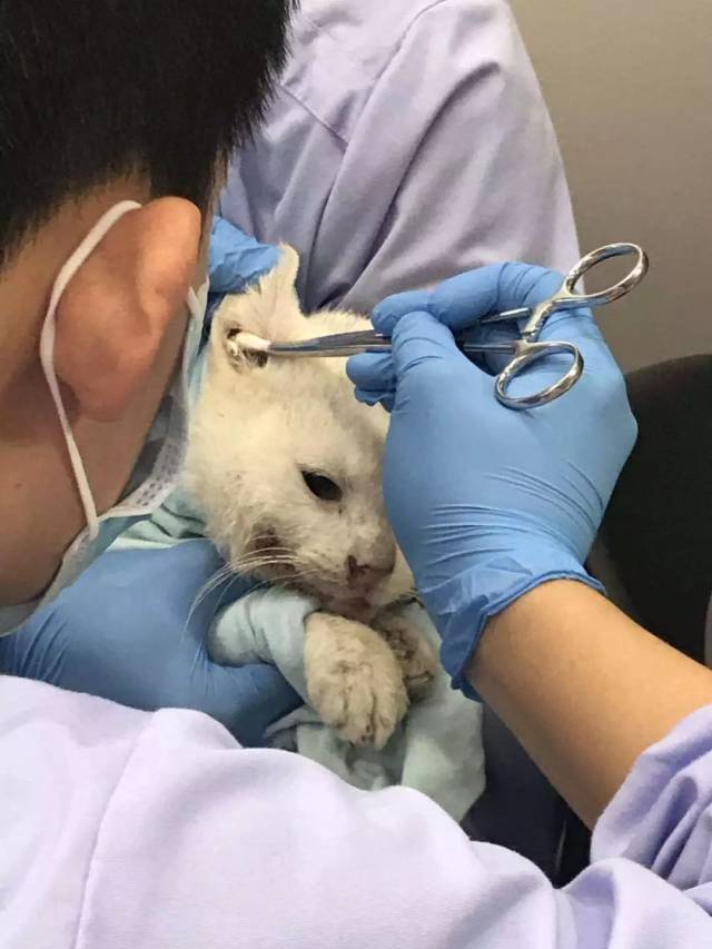 绝育合集|喵星人