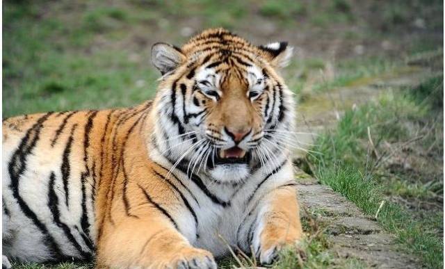 以前农村真有老虎出没吗?老辈人说老虎吃人会上瘾,是真的吗?