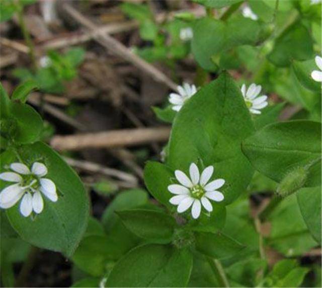 千针万线草喜欢在土质疏松和肥沃的土壤中生长,它一般长在潮湿的菜地