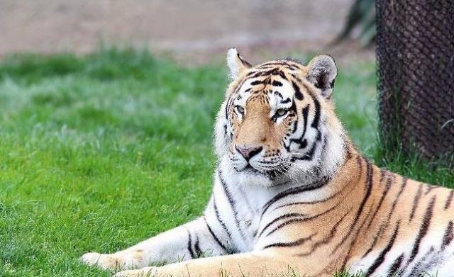 以前农村真有老虎出没吗?老辈人说老虎吃人会上瘾,是真的吗?