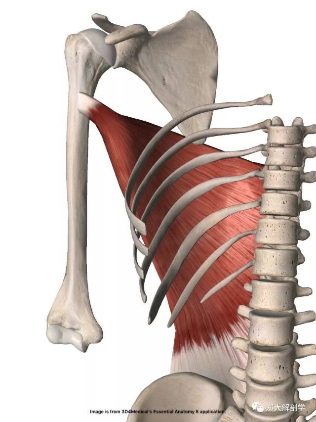 背阔肌功能解剖