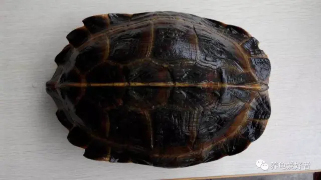 东方大龟—亚巨饲养的几大问答