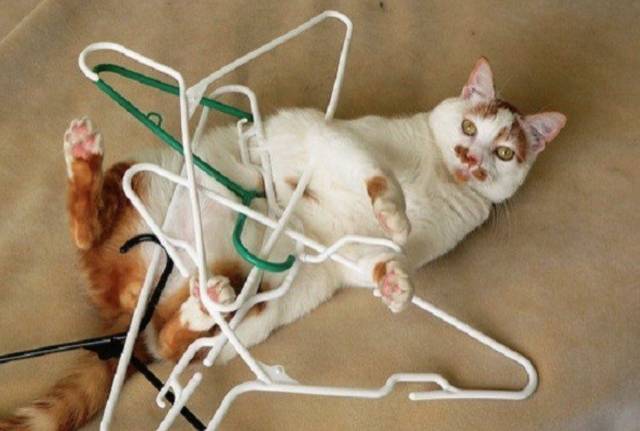 对猫咪来说,最好的拍照道具竟然是.衣架?