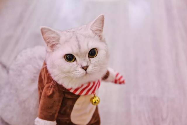 就是"男生猫咪"招待客人,可以说是very贴心了~ 颜值担当——marry一家