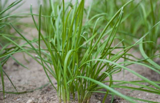 蕹菜原产中国,现已作为一种蔬菜广泛栽培,或有时逸为野生状态.
