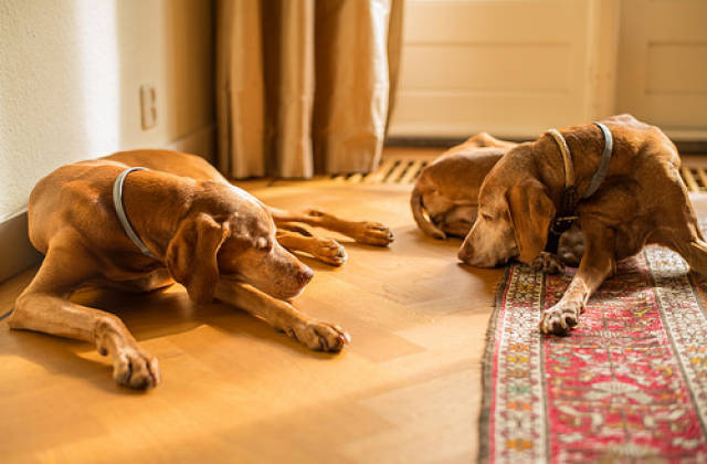狗狗尿路检查费用,狗狗一直滴尿怎么检查