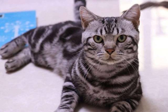 1,调整好麒麟猫的饮食结构麒麟猫在生病的时候,身体