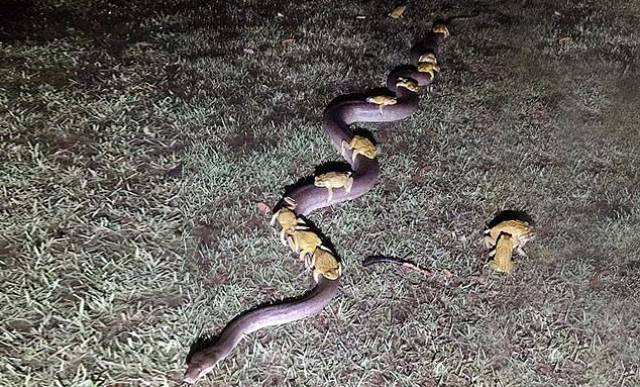 最牛免费搭乘交通工具一群癞蛤蟆联合起来骑大蟒蛇遛湾