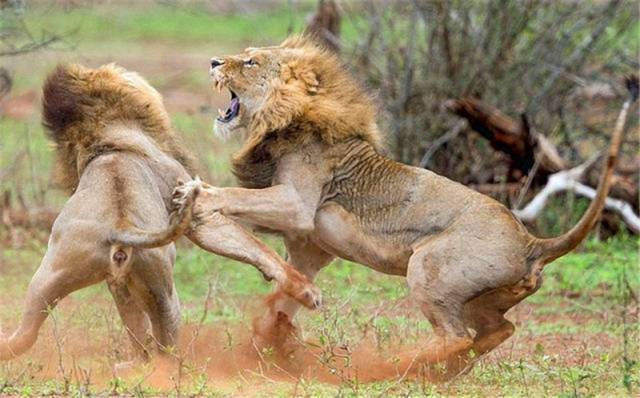 狮子找老伴也不容易，除了打架还要耍宝，最后胜利公狮表情亮了！_手机 