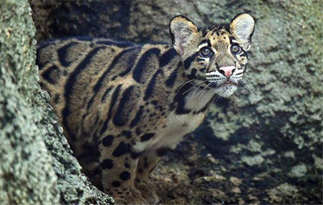 超罕见云豹外形漂亮,表情呆萌,看着就想带一只回家!