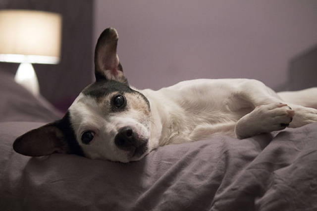 狗狗尿路检查费用,狗狗一直滴尿怎么检查