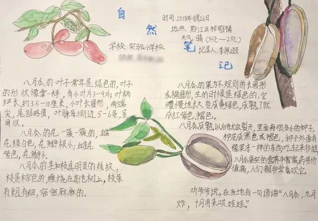 西瓜自然笔记作品图片