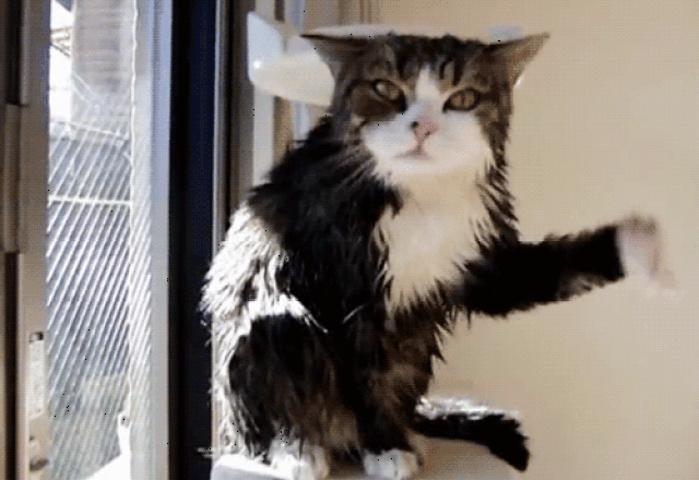 500_344gif 动态图 动图