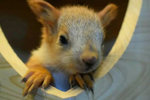 雪地松鼠幼崽图片图片